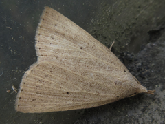 Stenhypena nigripuncta