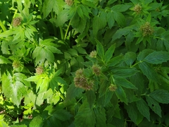 Hydrophyllum fendleri