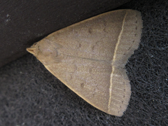 Simplicia rectalis
