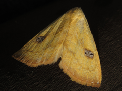 Rivula sericealis