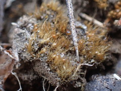 Pleuridium acuminatum