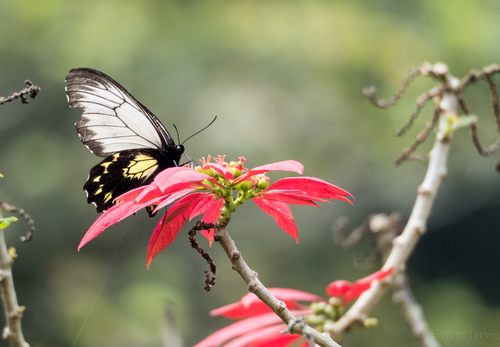 Borneo Birdwing