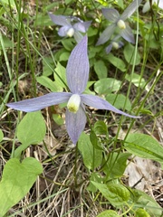 Clematis occidentalis grosseserrata