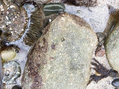 Anthopleura xanthogrammica