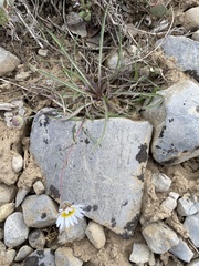 Erigeron eatonii