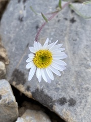 Erigeron eatonii