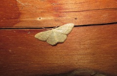 Idaea pallidata