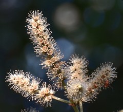 Terminalia paniculata