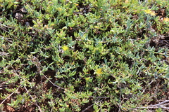 Malephora luteola