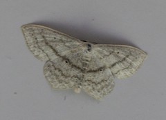 Scopula nigropunctata