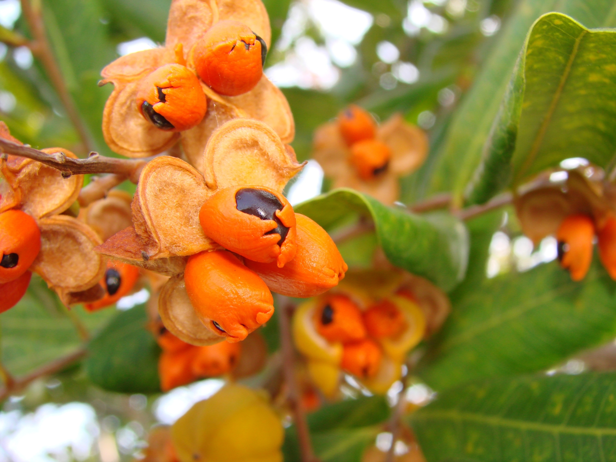 Cupaniopsis