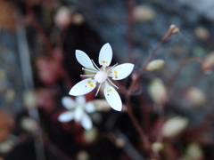 Micranthes clusii lepismigena
