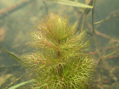 Utricularia australis
