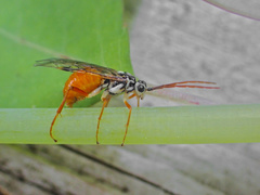 Aglaostigma semiluteum