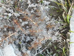Myriophyllum triphyllum