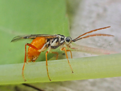Aglaostigma semiluteum