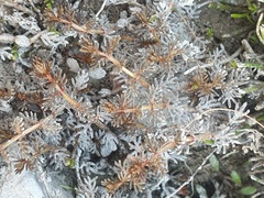 Myriophyllum triphyllum