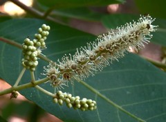 Terminalia paniculata
