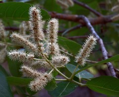 Terminalia paniculata