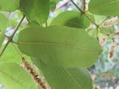 Terminalia paniculata