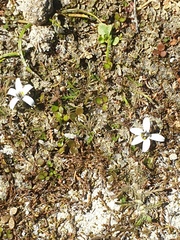Lobelia perpusilla