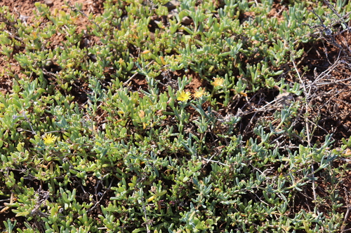 Hymenocyclus luteolus (Haw.) Schwantes 4