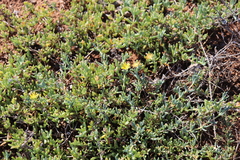 Malephora luteola