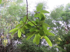 Terminalia paniculata