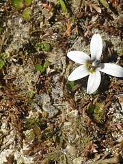 Lobelia perpusilla