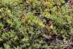 Malephora luteola