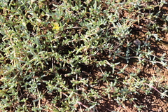 Malephora luteola