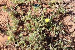 Malephora luteola