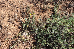 Malephora luteola