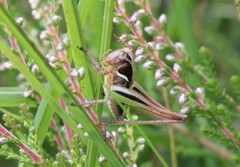 Metrioptera brachyptera