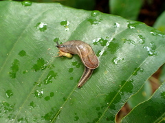 Parmarion