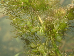 Utricularia australis