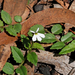 Lobelia purpurascens - Photo (c) Michael Jefferies,  זכויות יוצרים חלקיות (CC BY-NC)