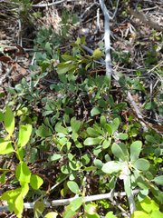 Arctostaphylos nevadensis