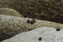 Nerita scabricosta