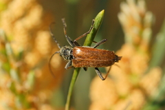 Acmaeops marginata