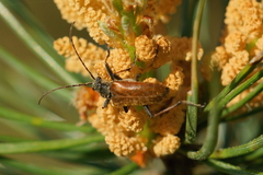 Acmaeops marginata