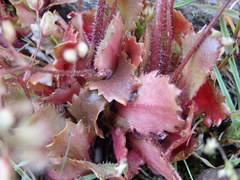 Micranthes clusii lepismigena