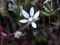 Micranthes clusii lepismigena