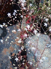 Micranthes clusii lepismigena