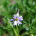 Narrow-leaf New Holland Daisy - Photo (c) Natalie Tapson, some rights reserved (CC BY-NC-SA)