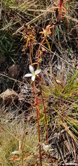 Gentianella stellata