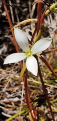 Gentianella stellata