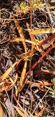 Gentianella stellata