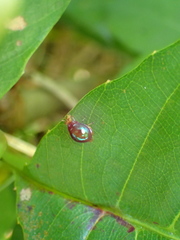 Celyphidae