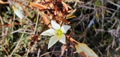 Gentianella stellata
